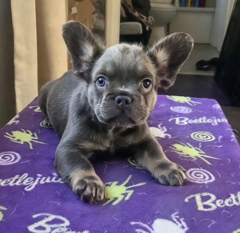 Full fluffy french bulldogs