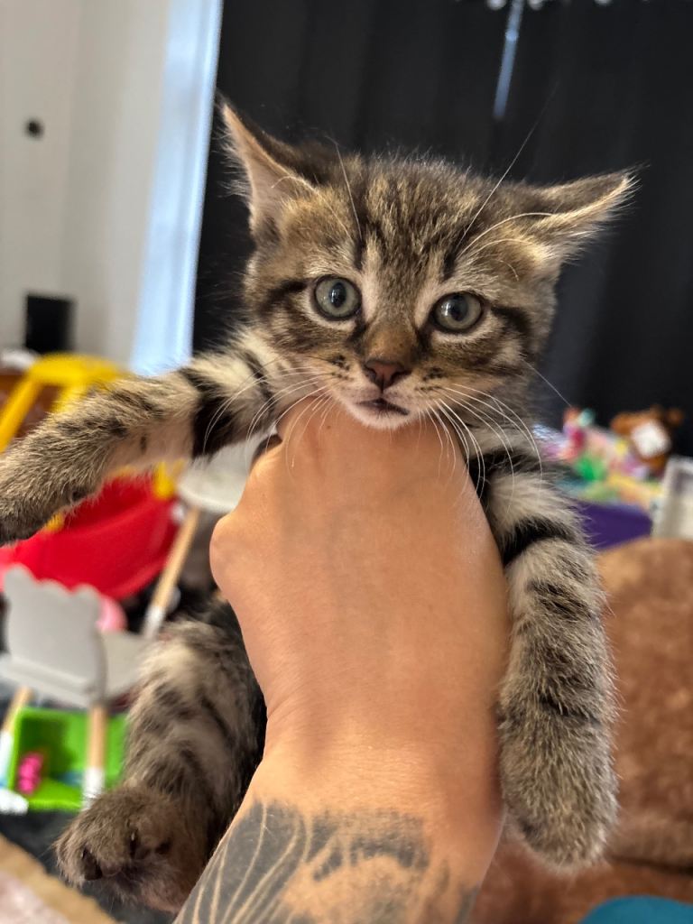 Kitten 