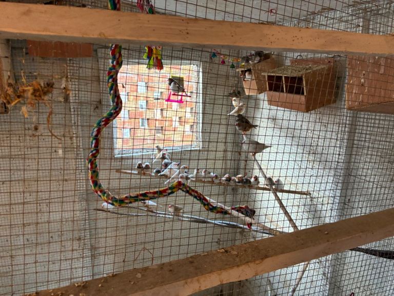 Zebra finches