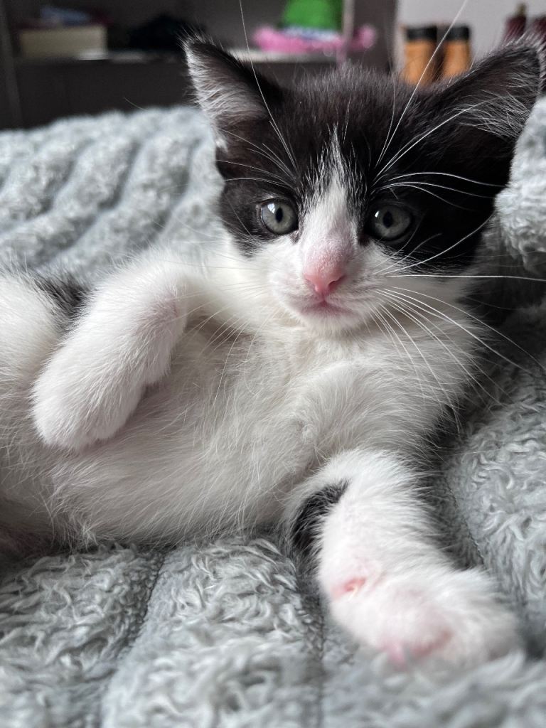 Beautiful kittens for sale