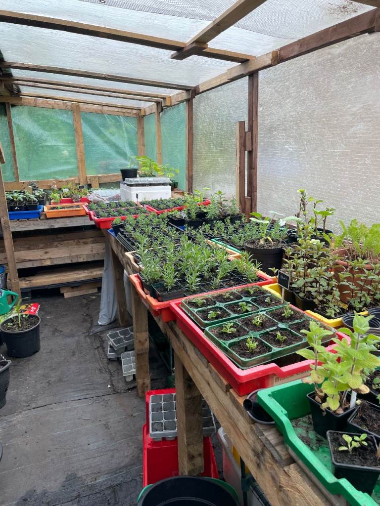 mixed plants for sale