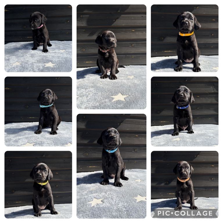 Labmaraners pups 