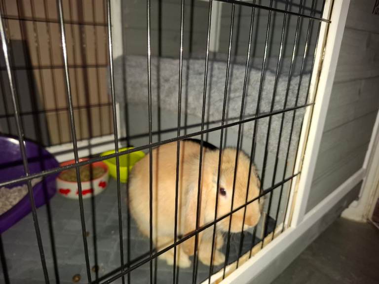Male rabbit