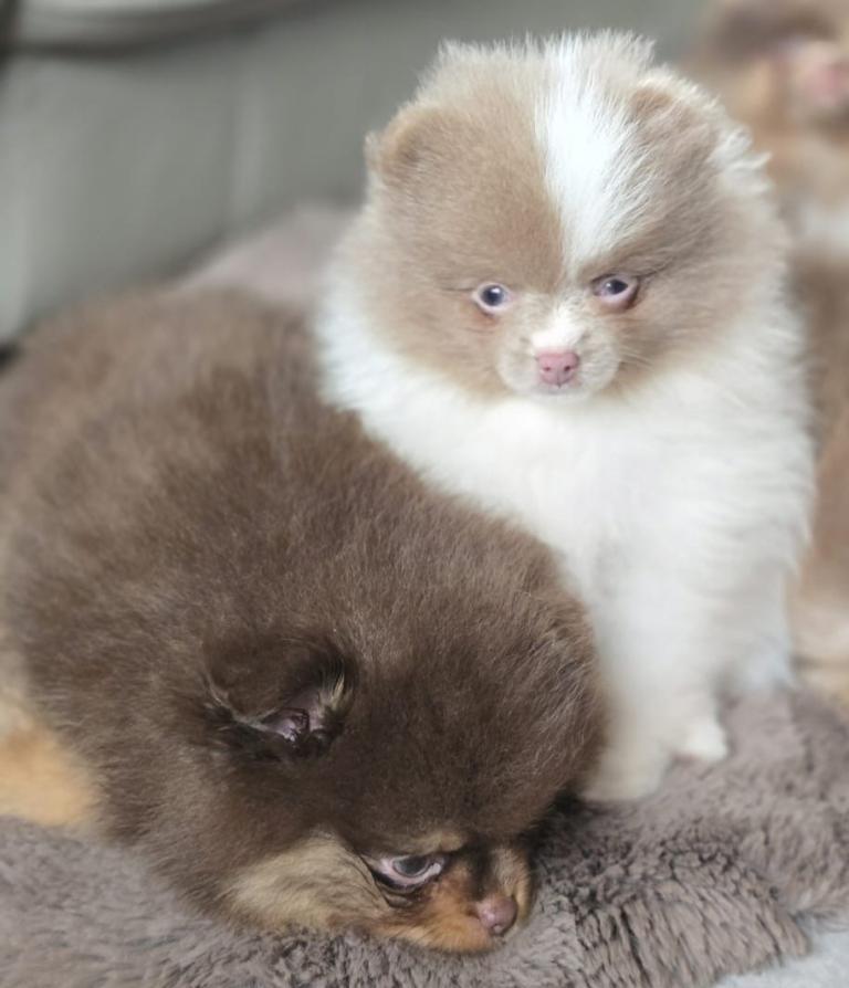 Teddy Pomeranian puppies