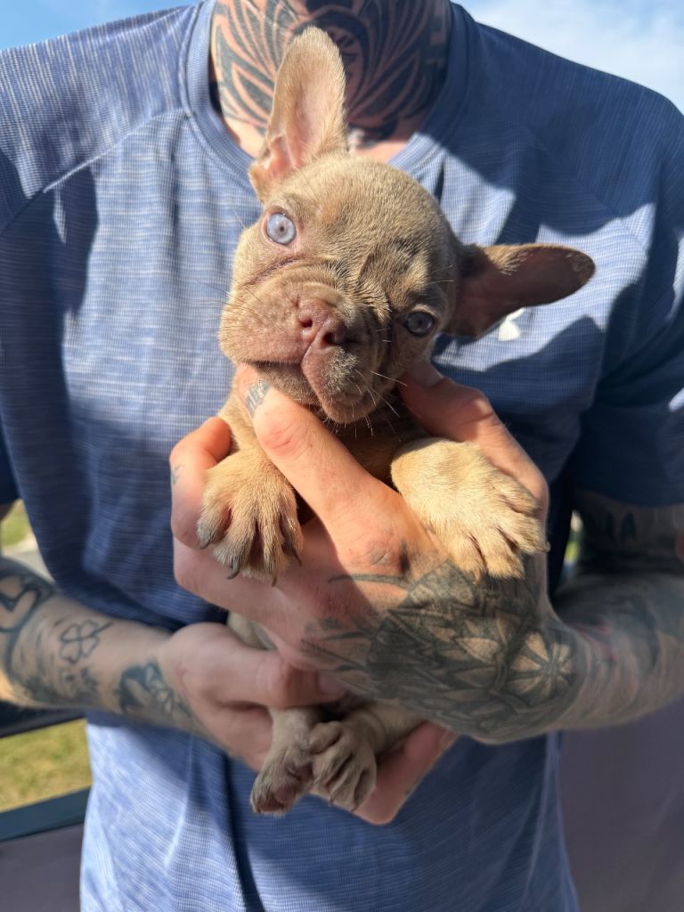 Luxury French Bulldog Puppies for sale 