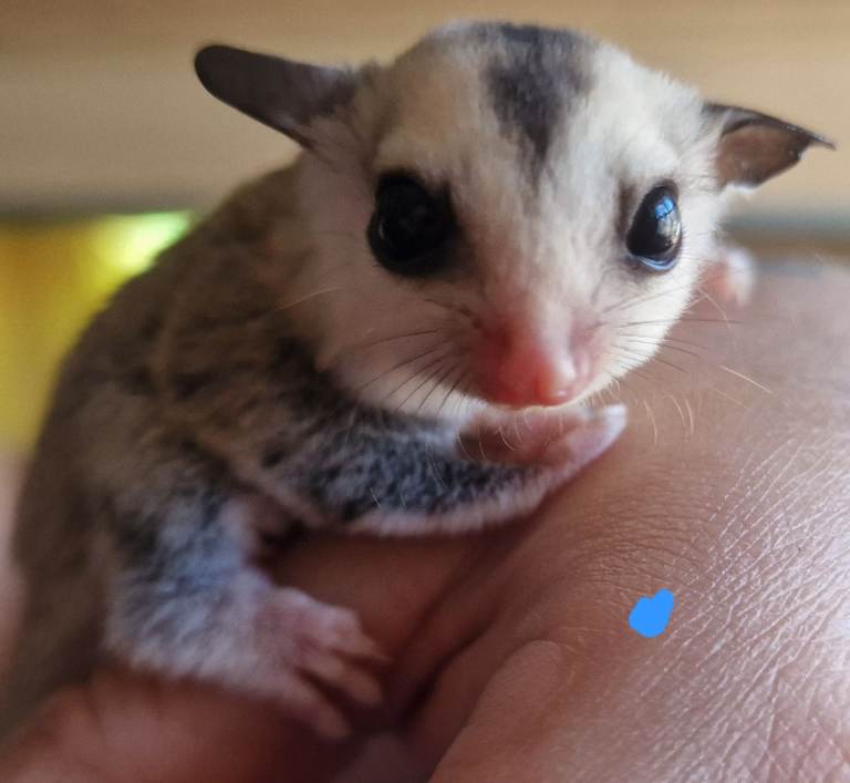 Beautiful baby sugar gliders