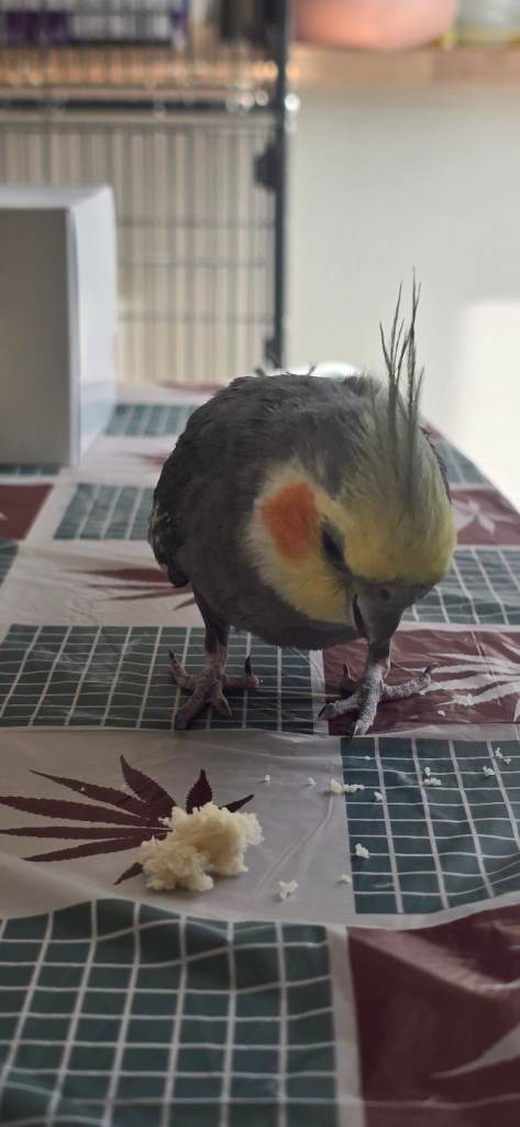 Cocktail Male