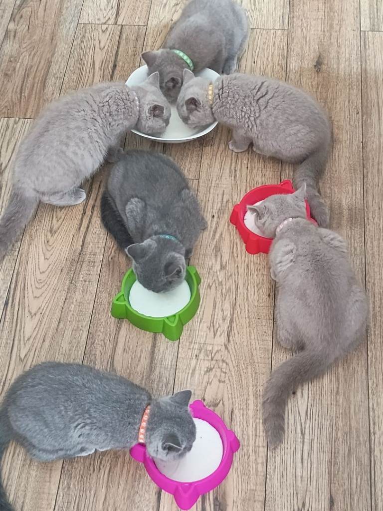 Beautiful registered British Shorthair kittens