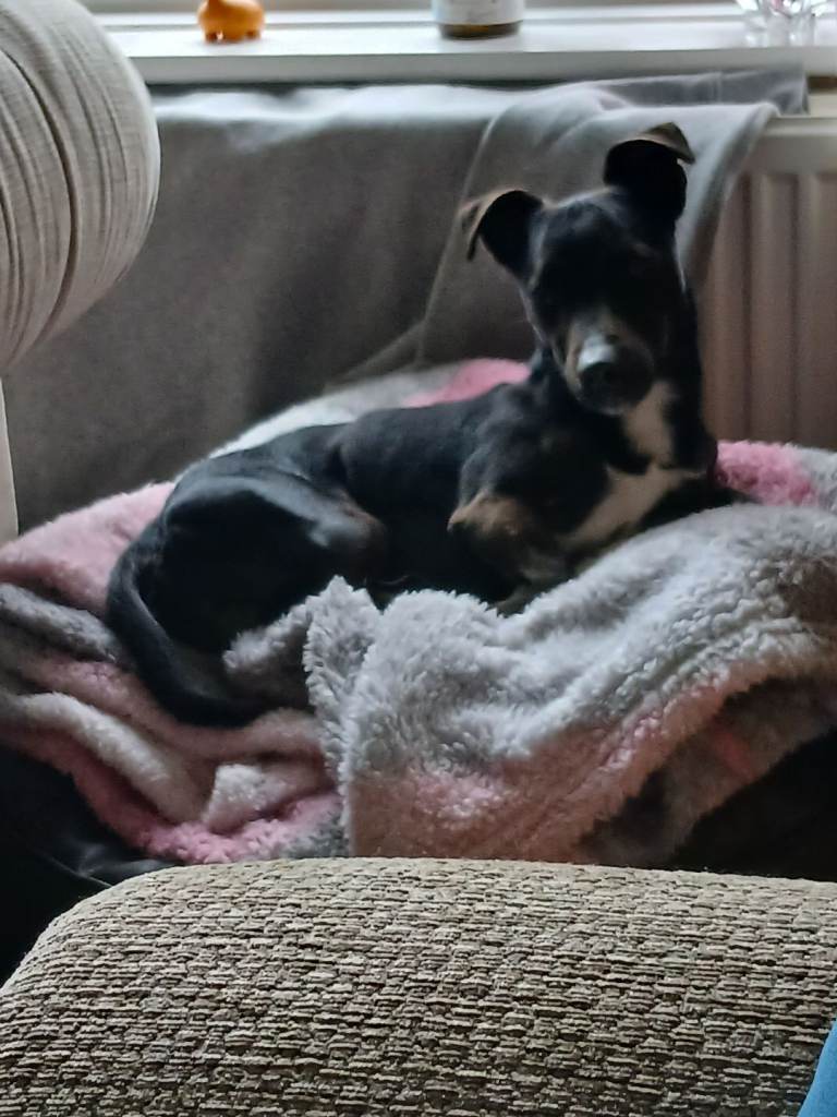 Miniture Jack Russel x Patterdale 