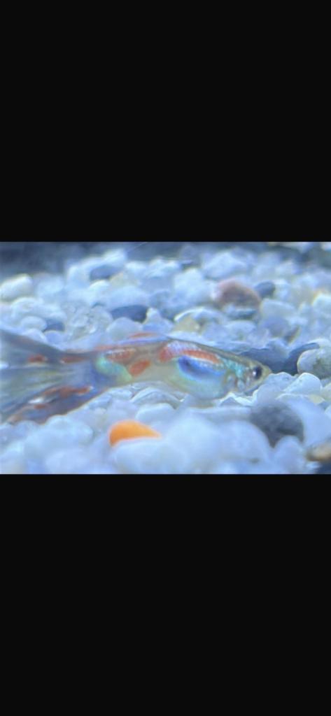 Various tropical fish for sale 