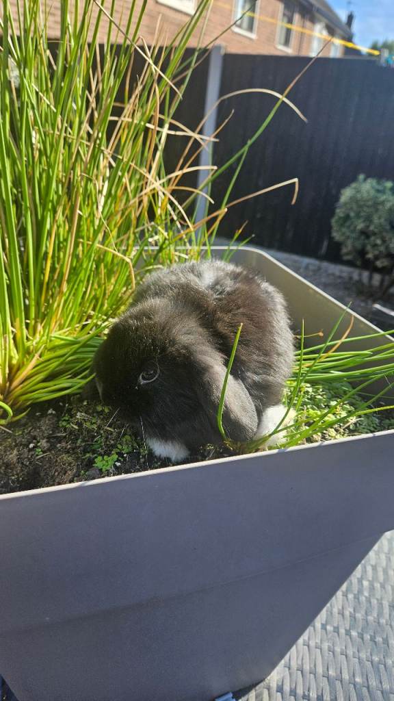 Teddy/lops