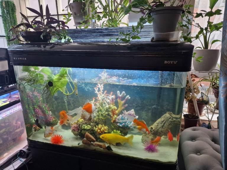 Healthy colourful fSwordtail,Black ,Silver marble , Gold Fish , Full setup fish tanks with fish