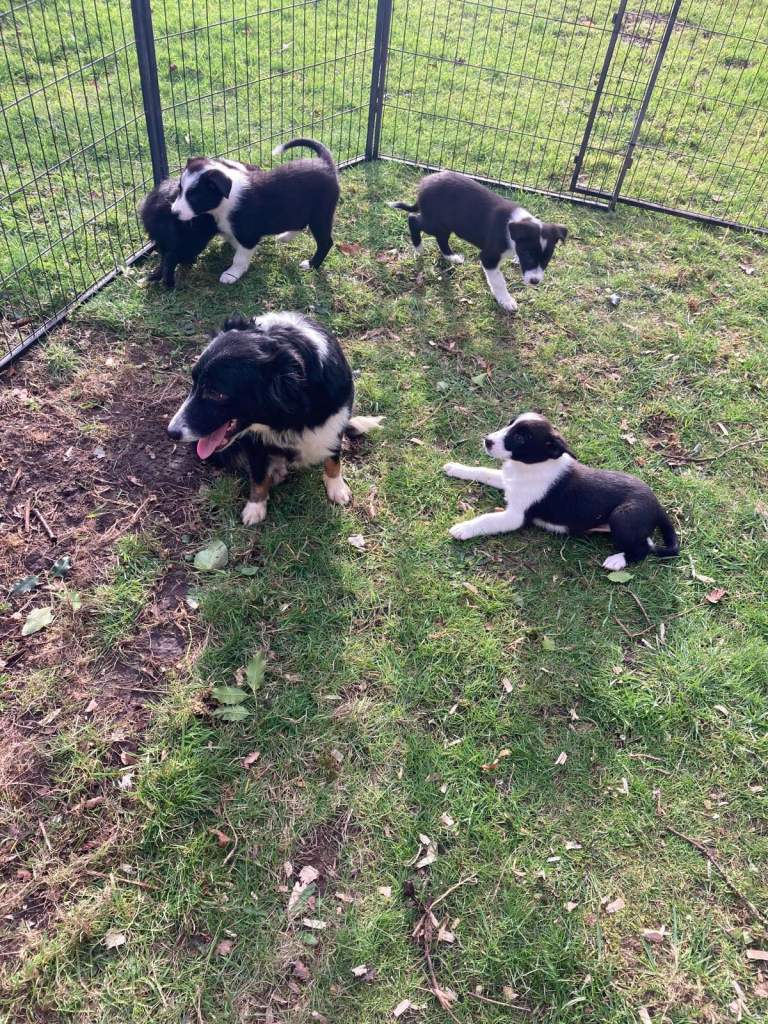 Border Collie pups