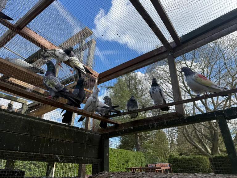 Pakistani high flyers for sale