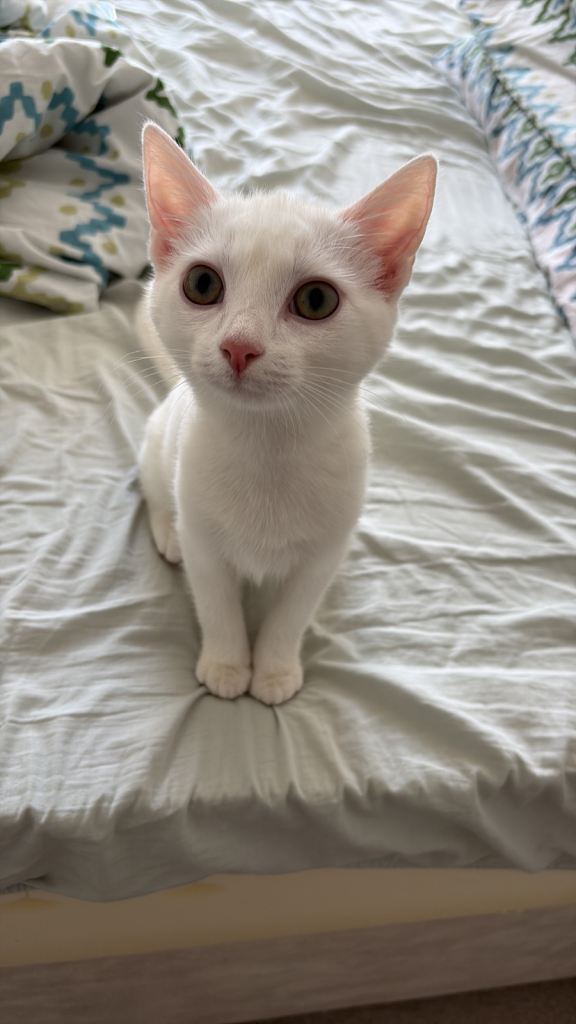 Gorgeous BSH White Kitten