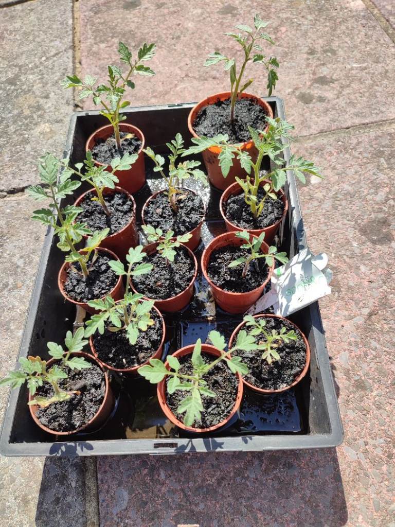 Tomato plants 