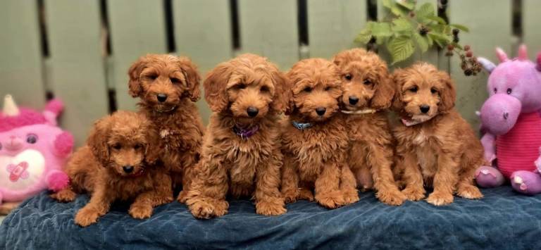 Cockapoo puppies 