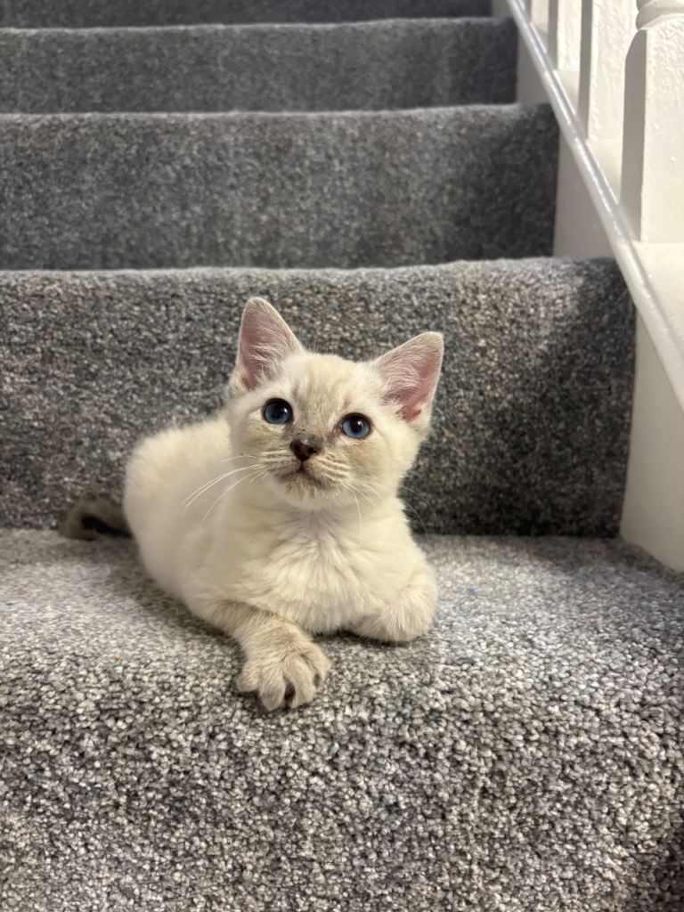 2 Male Ragdoll X Maine Coon Kittens