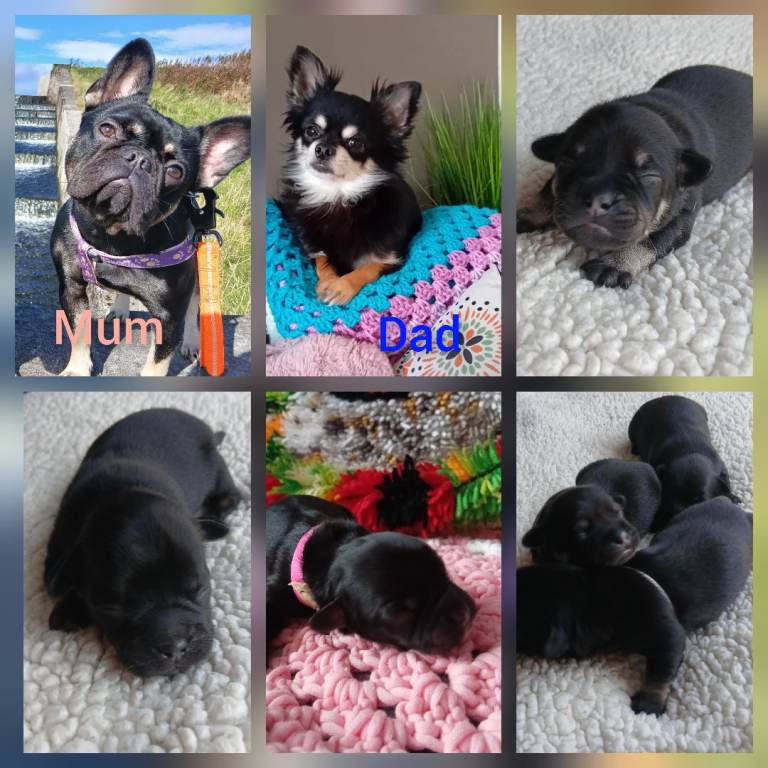 French bulldog cross chihuahua puppies 