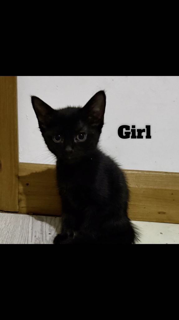 Kittens ready for a new home 