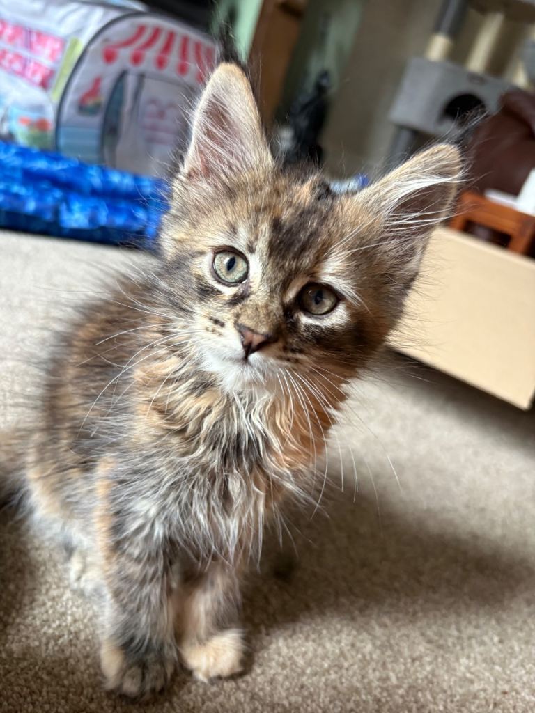 Pedigree Maine Coon kittens 