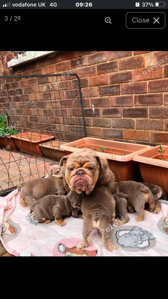 English bulldog puppied