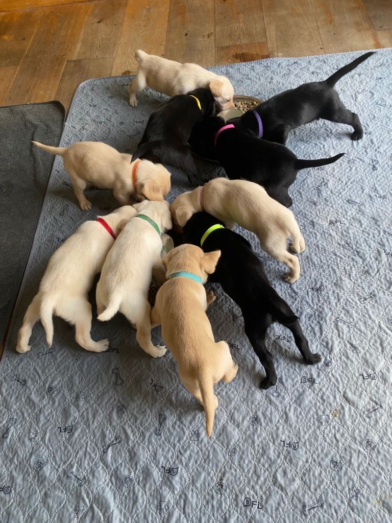 STUNNING LABRADOR PUPPIES 