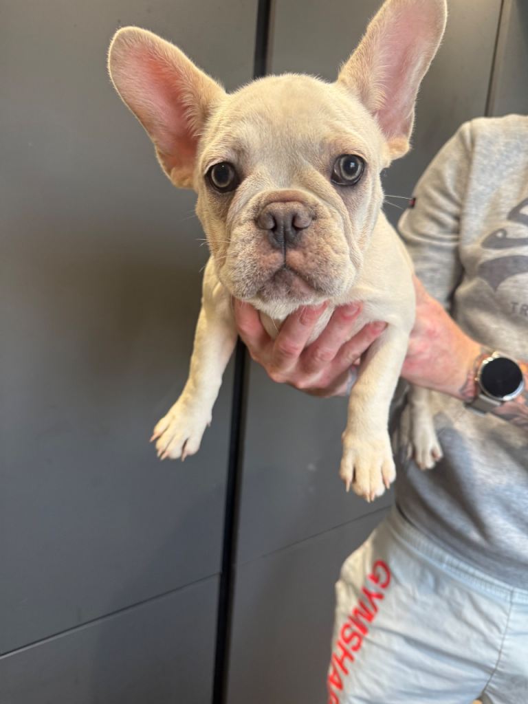 French Bulldog Puppies