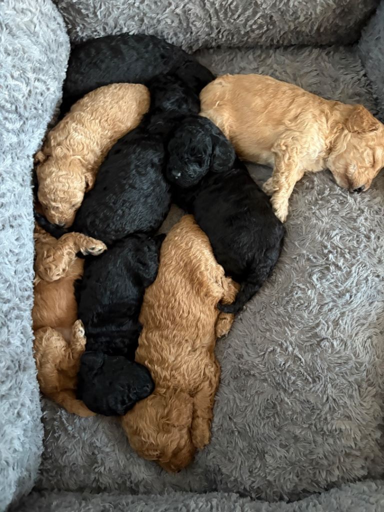 1 beautiful cavapoo puppy looking for her forever home