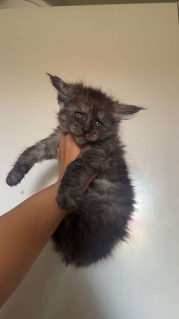 Maine coon kittens