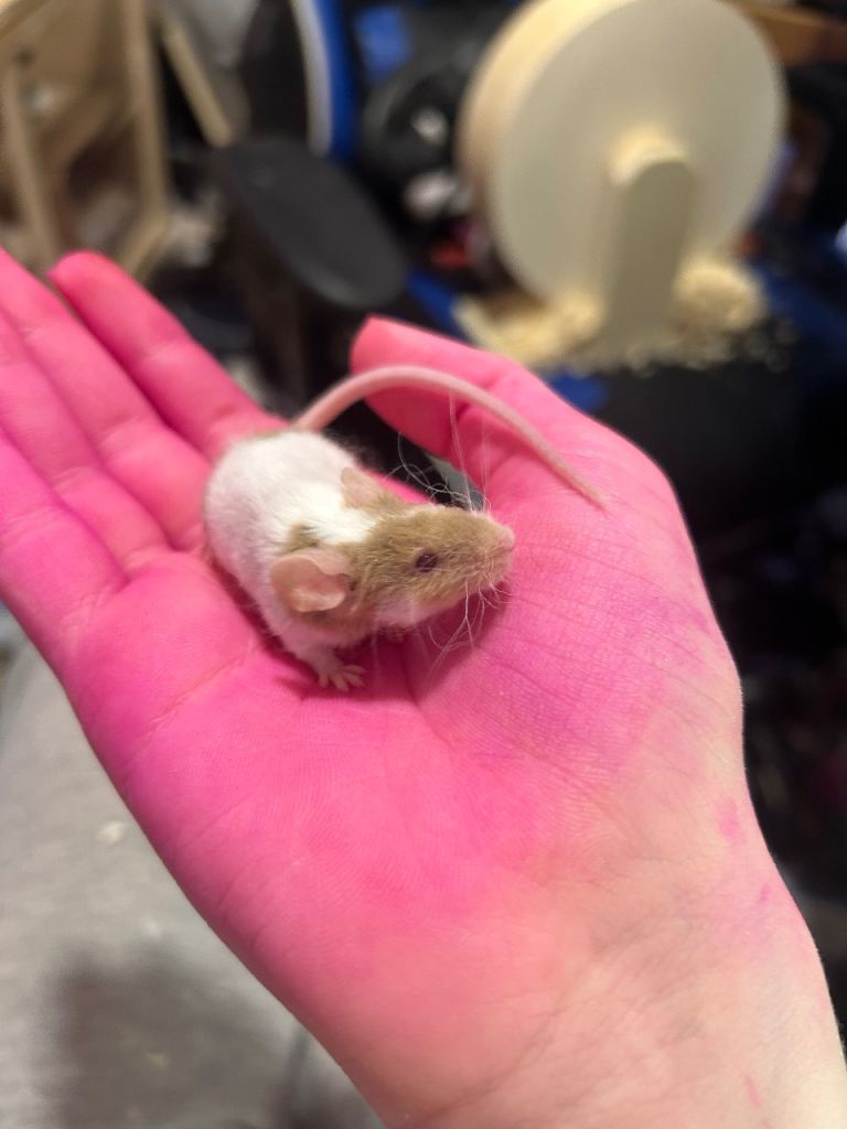 Solo male mouse rehoming