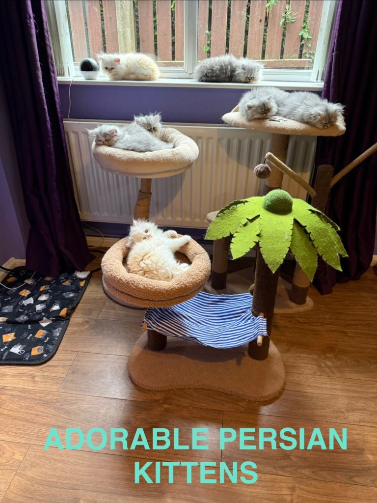 😻Only 2 Remaining 😻Stunning Persian Kittens  