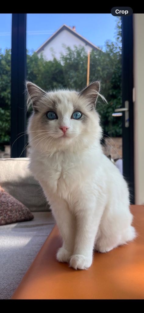 Ragdoll Persian cat for sale 