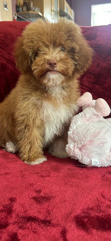 Beautiful cockapoo puppies 