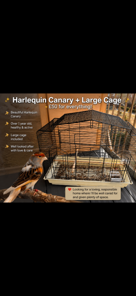 Beautiful Harlequin Canary + Large Cage – £50 – Loving Home Wanted