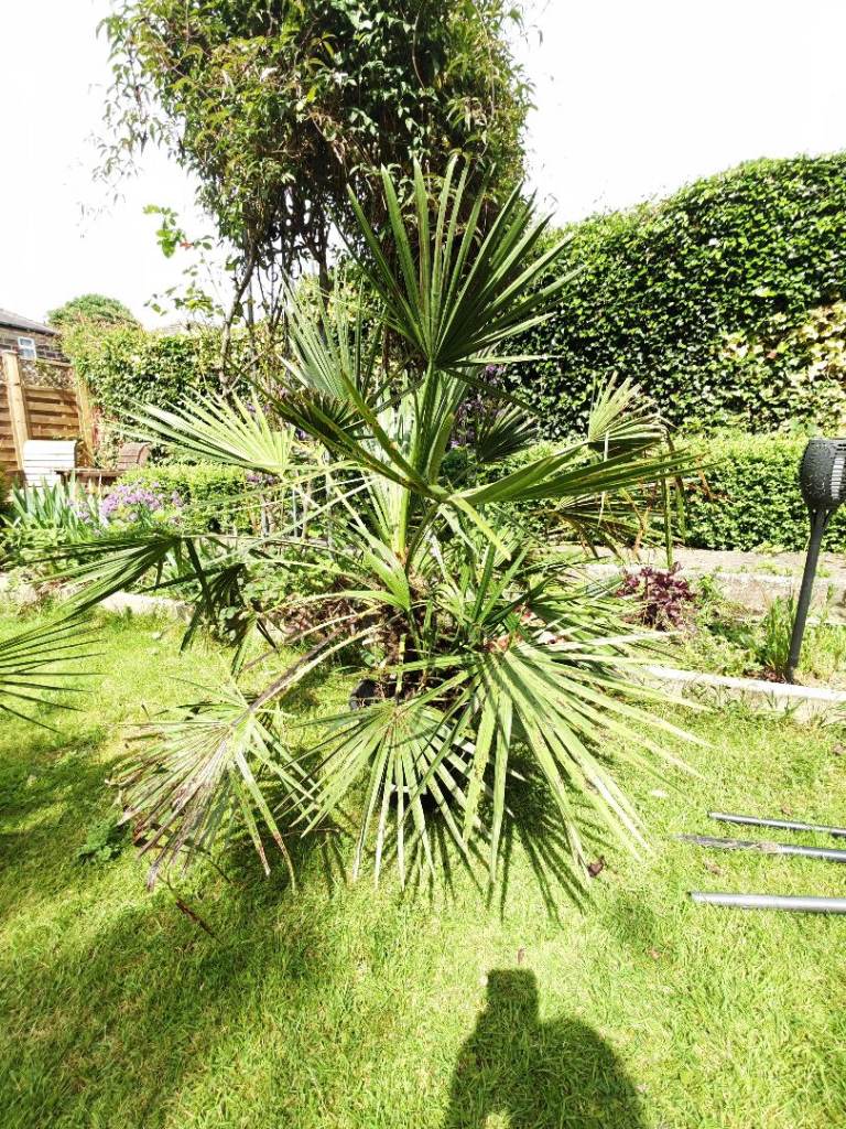 Pair of Hardy Windmill Palm Trees (Trachycarpus Fortunei) – Ideal for Pots or Garden 🪴
