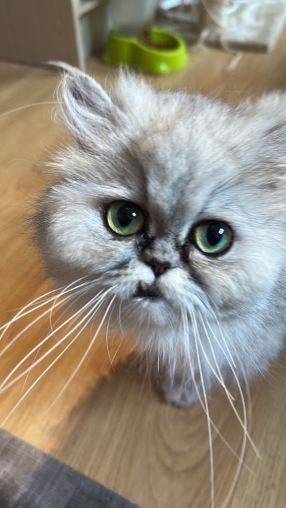 4 pure persian chinchilla 