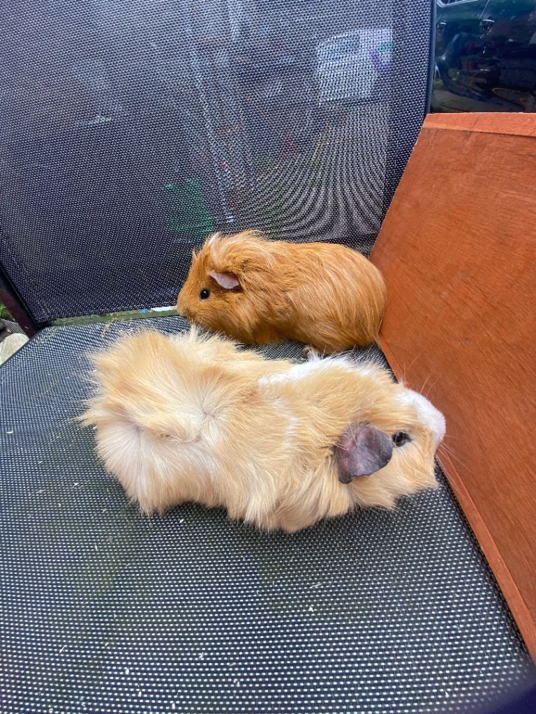 2x young male Guinea pigs for sale 
