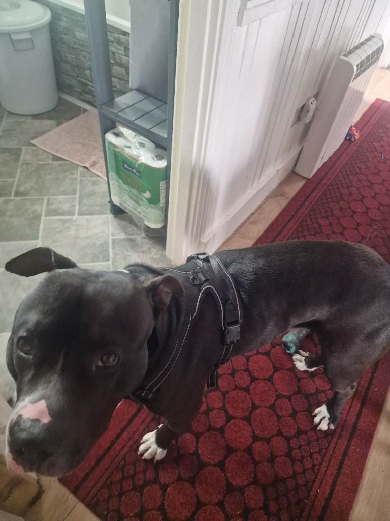 Bolt
