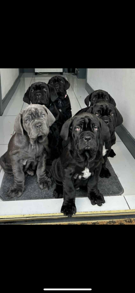 3 Neapolitan mastiff black female puppies Newcastle 
