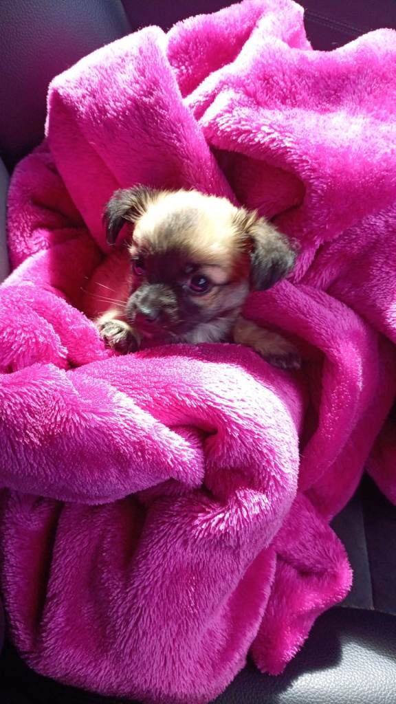 Yorkshire Terrier cross Chuichua