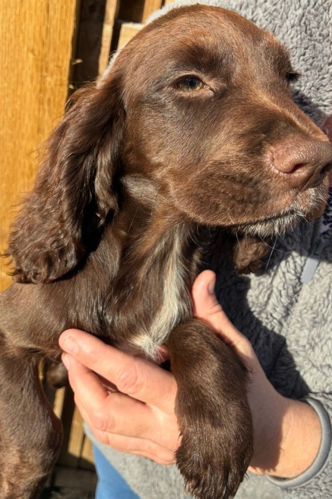 4 boy sprocker puppy’s 