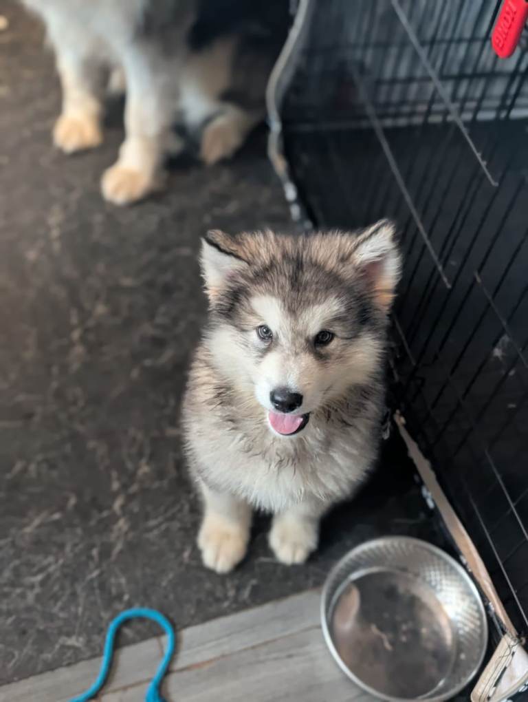 Ready Now 1 Left Wooly kc reg alaskan malamute puppies 