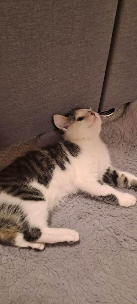 11 week old male kitten 