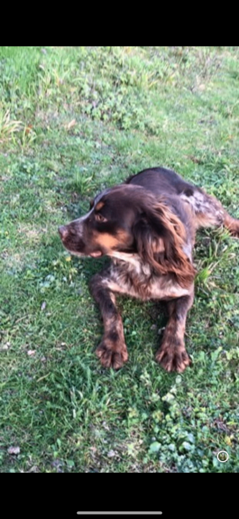 Cocker spaniel puppies