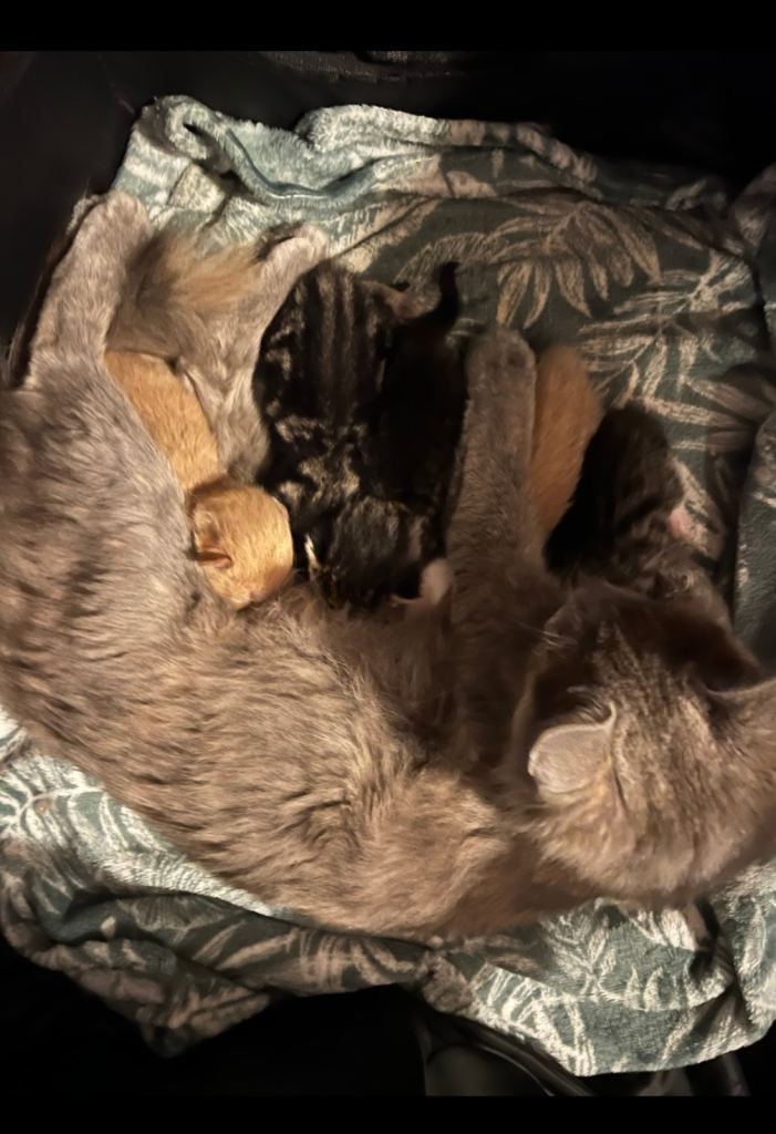 Beautiful kittens for sale