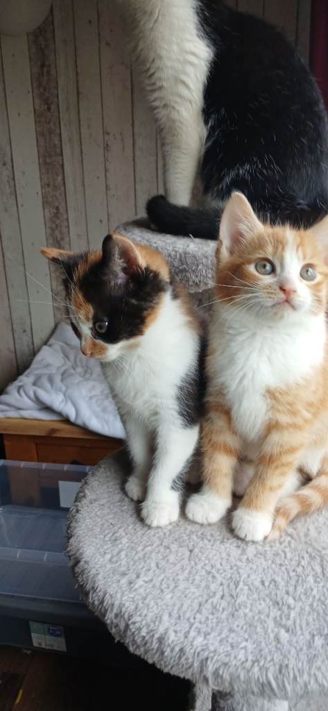 Male and female kittens