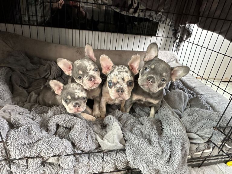 3 beautiful french bulldogs for sale 