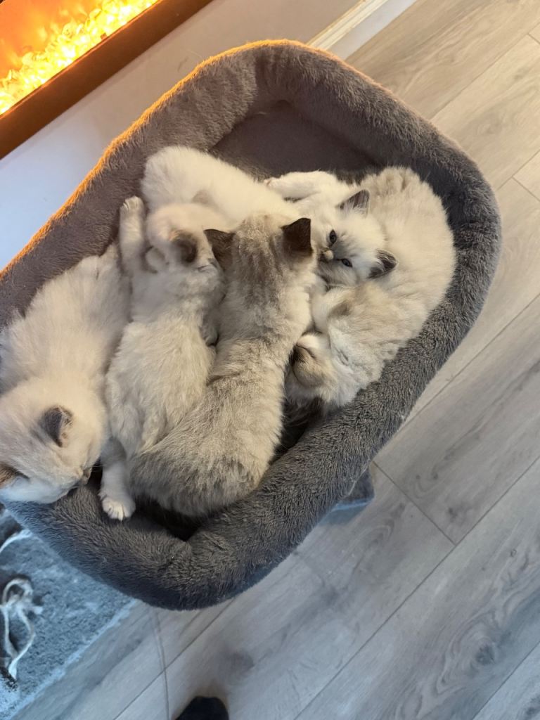 Ragdoll kittens 