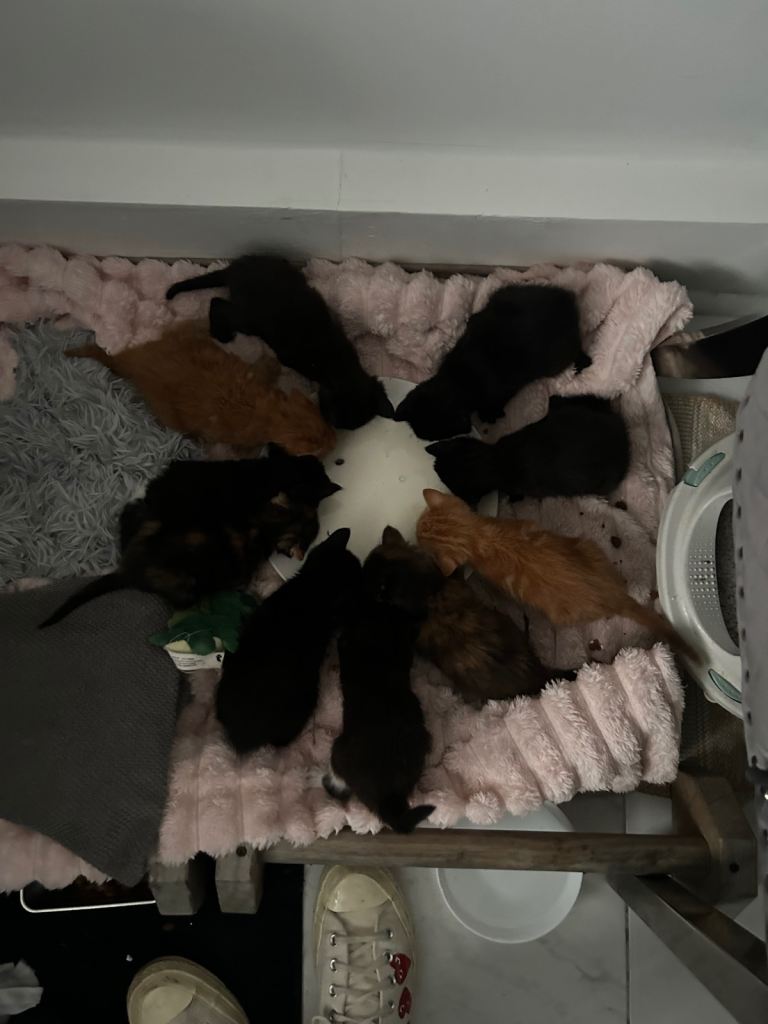Kittens ready to leave in 2 weeks